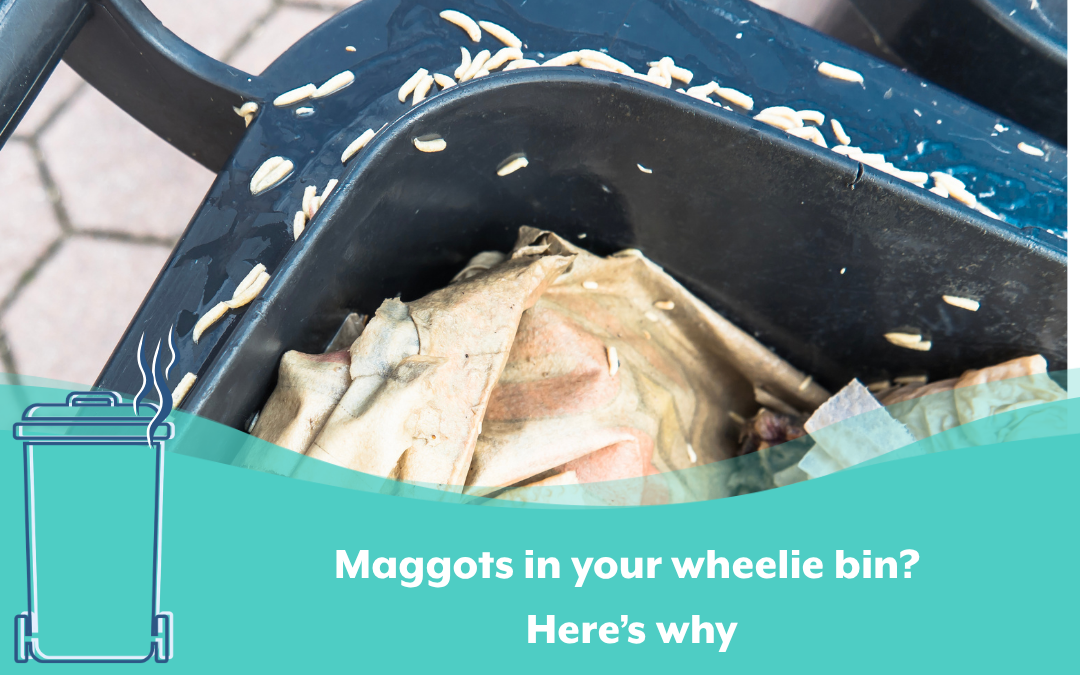 Maggots in your wheelie bin? Here’s why